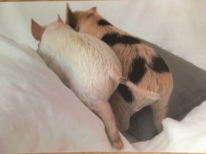 Pigletinbed