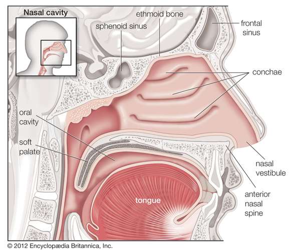 PC 190 5 Nose diagramme
